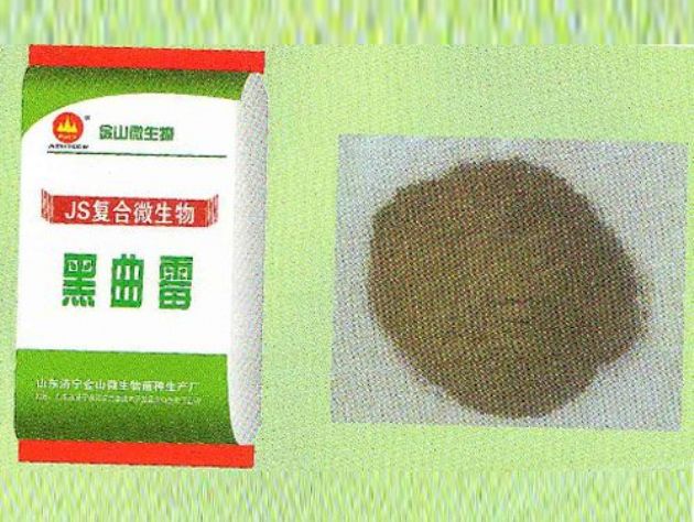 點(diǎn)擊查看詳細(xì)信息<br>標(biāo)題：黑曲霉 閱讀次數(shù)：2929