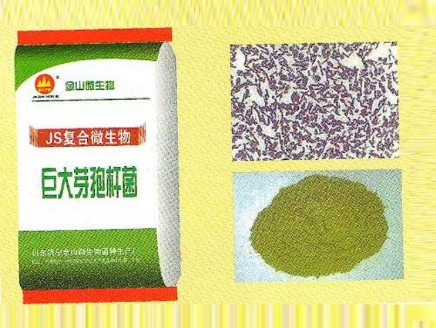 點(diǎn)擊查看詳細(xì)信息<br>標(biāo)題：巨大芽孢桿菌 閱讀次數(shù)：2833